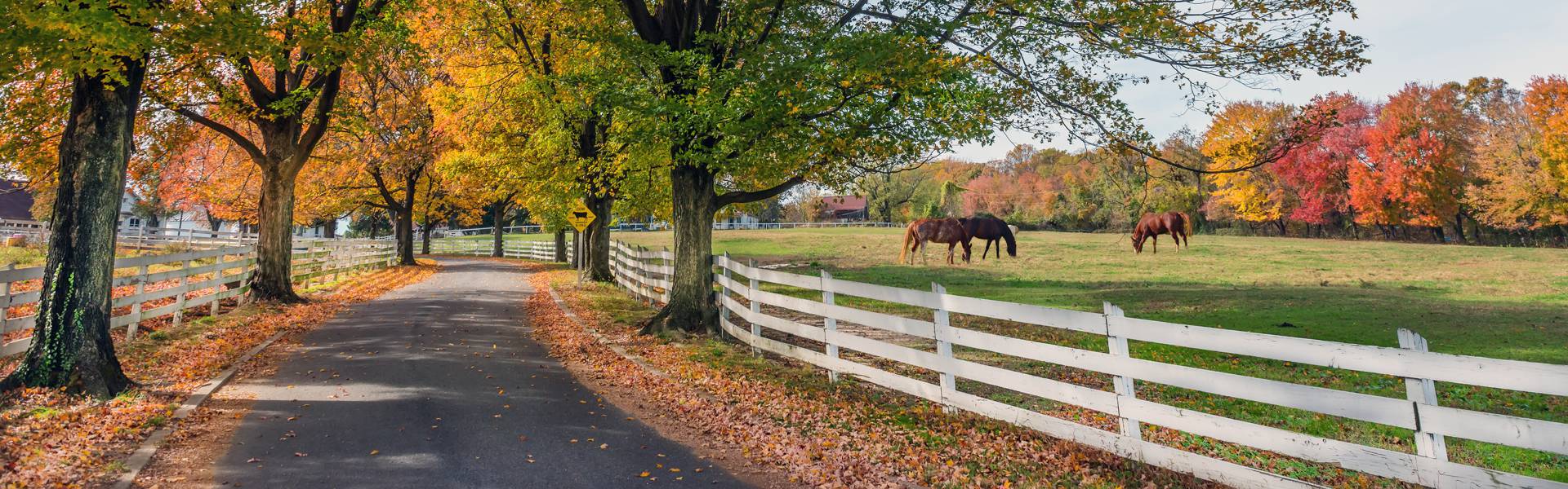 Equine Fecal Egg Count Kits