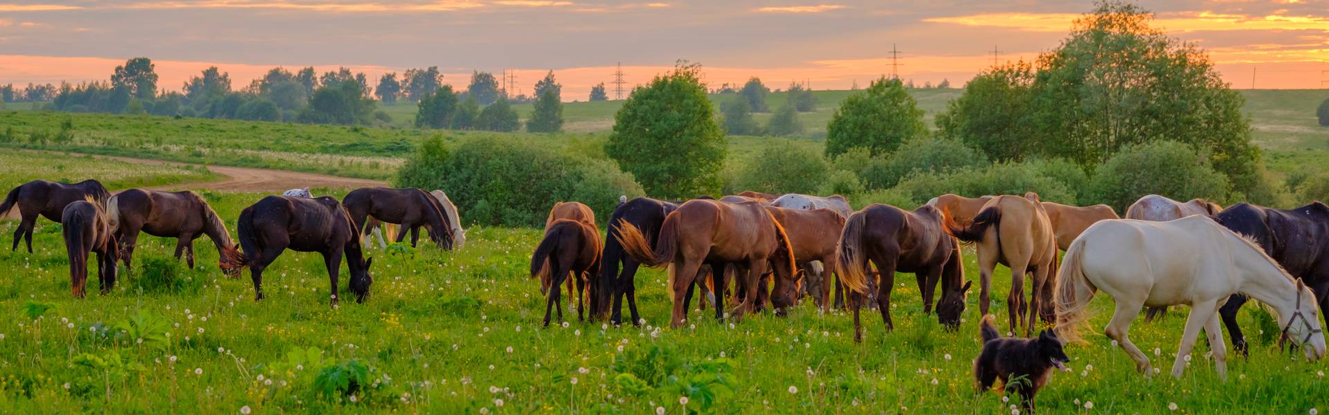 Frequently Asked Questions about Worm Control in Horses