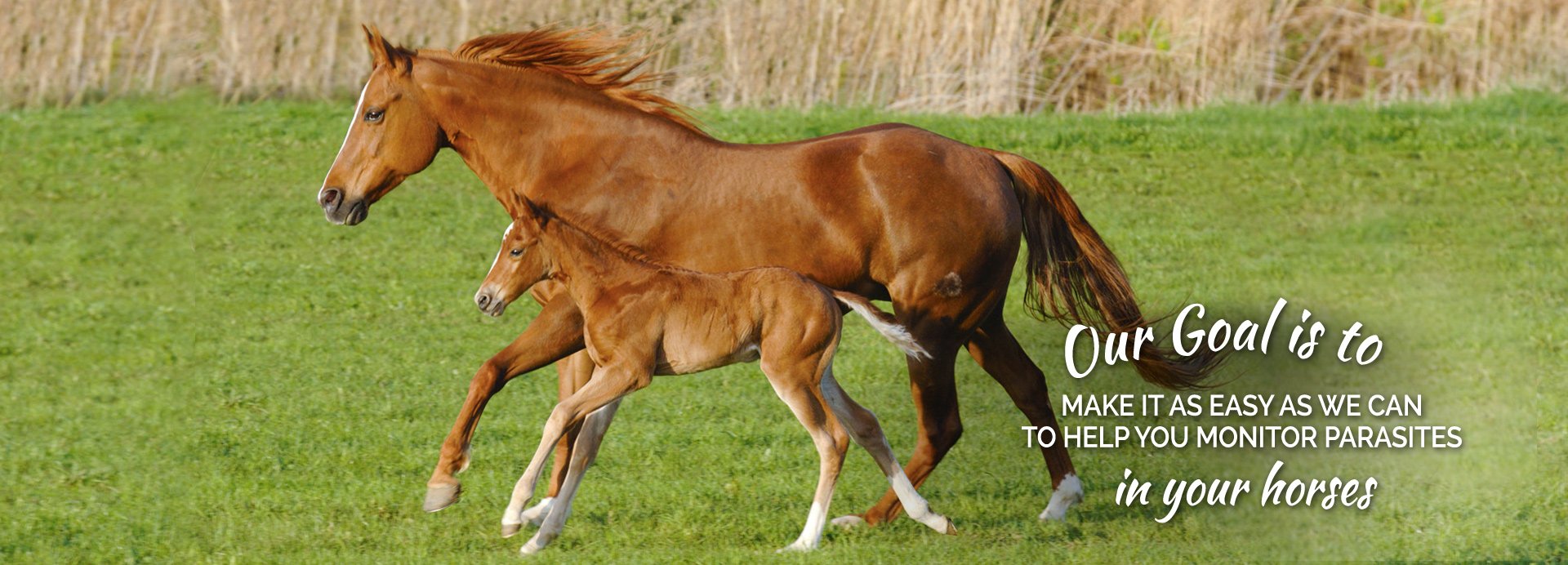 Equine Fecal Egg Count Kits