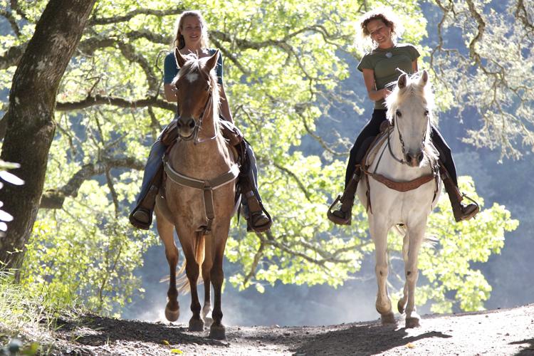 Equine Fecal Egg Count for Leisure Horses