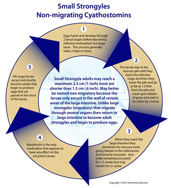 Symptoms for Small Strongyles in Horses