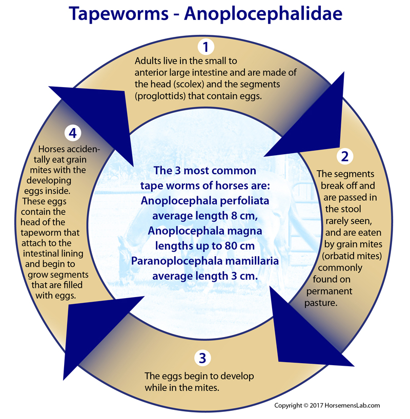 Symptoms for Tapeworms in Horses