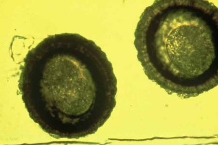 Equine Fecal Egg Count for Roundworms